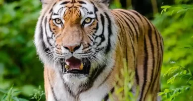 Homem atropela tigre que devorava sua esposa