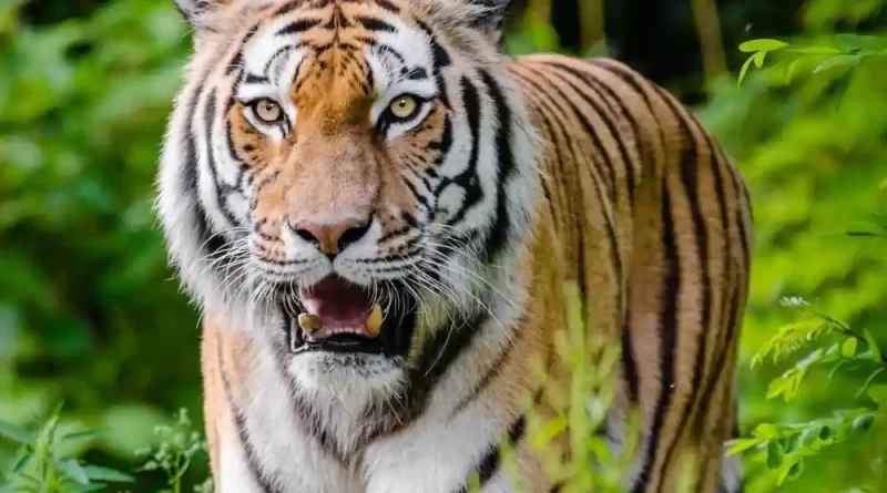 Homem atropela tigre que devorava sua esposa