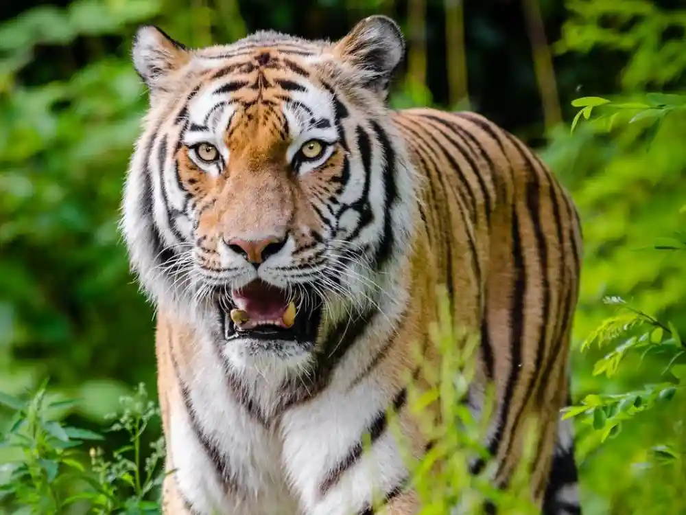 Homem atropela tigre que devorava sua esposa