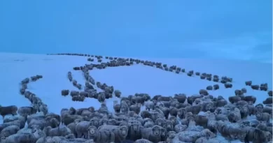 Frio extremo na Argentina congela animais na Patagônia