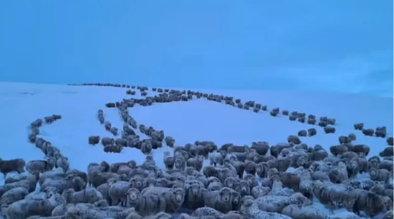 Frio extremo na Argentina congela animais na Patagônia