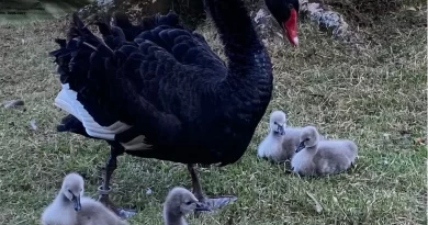 Ninhada de cisnes negros nasce no Museu Mariano Procópio após sete anos