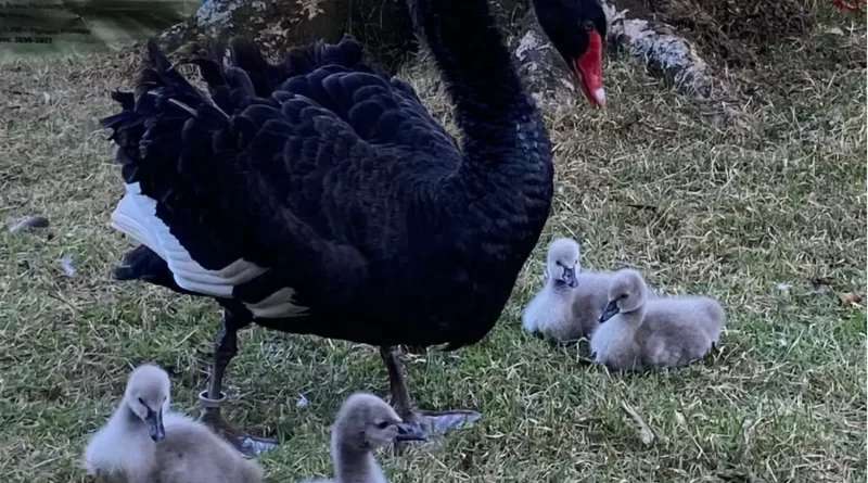 Ninhada de cisnes negros nasce no Museu Mariano Procópio após sete anos