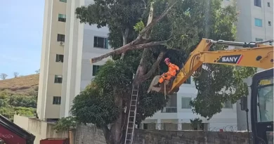 Homem morre prensado por galho enquanto cortava árvore