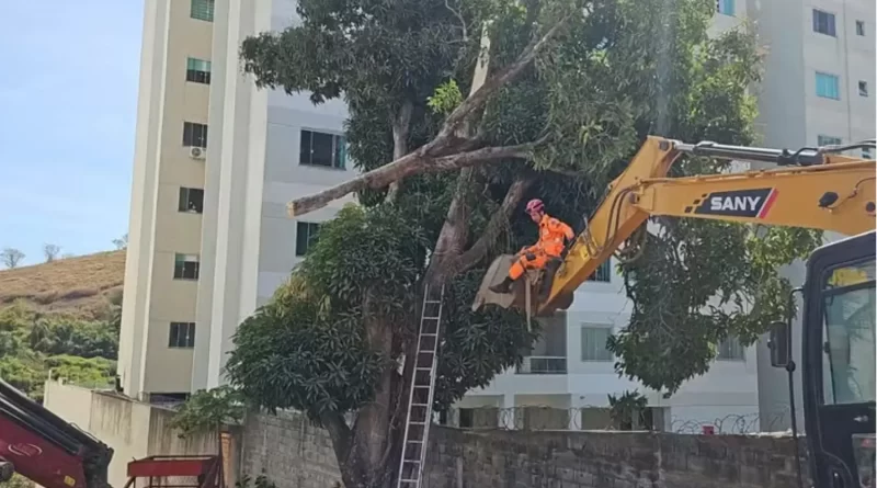 Homem morre prensado por galho enquanto cortava árvore